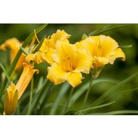 Kategorie <b>Produkt nicht gewünscht </b> - Hemerocallis Stella de Oro 2 Liter Container (Wuchs jahreszeitlich)