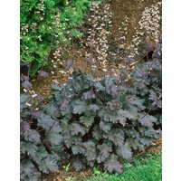 Kategorie <b>Stauden </b> - Heuchera hybr. Prince 2 Liter Container (Wuchs jahreszeitlich)