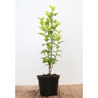 Kategorie <b>Produkt nicht gewünscht </b> - Hibiscus syriacus 'Blue Chiffon' -R- 40-60 cm