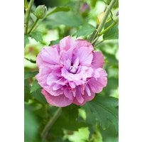 Kategorie <b>Produkt nicht gewünscht </b> - Hibiscus syriacus 'Duc de Brabant' 80 cm Stammhöhe