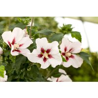 Kategorie <b>Produkt nicht gewünscht </b> - Hibiscus syriacus 'Hamabo' 40-60 cm