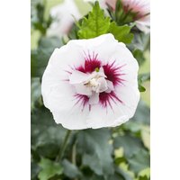 Kategorie <b>Produkt nicht gewünscht </b> - Hibiscus syriacus 'Lady Stanley' 40-60 cm
