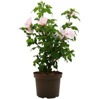 Kategorie <b>Produkt nicht gewünscht </b> - Hibiscus syriacus 'Mathilda' 40-60 cm