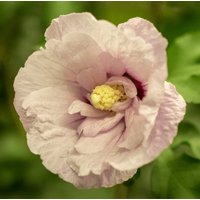 Kategorie <b>Produkt nicht gewünscht </b> - Hibiscus syriacus 'Pink Chiffon' -R- 40-50 cm