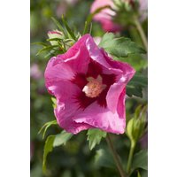 Kategorie <b>Produkt nicht gewünscht </b> - Hibiscus syriacus 'Pink Giant' -R- 60-80 cm