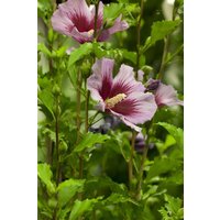 Kategorie <b>Produkt nicht gewünscht </b> - Hibiscus syriacus 'Russian Violet' 40-60 cm