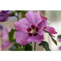 Kategorie <b>Produkt nicht gewünscht </b> - Hibiscus syriacus 'Silke' -R- 40-60 cm