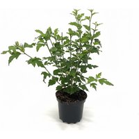 Kategorie <b>Produkt nicht gewünscht </b> - Hibiscus syriacus 'Woodbridge' 40-60 cm