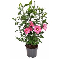 Kategorie <b>Produkt nicht gewünscht </b> - Hibiscus syriacus 'Woodbridge' 60-80 cm