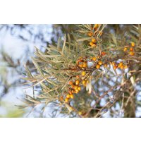 Kategorie <b>Wildbäume u. Wildsträucher </b> - Hippophae rhamnoides 60-100 cm