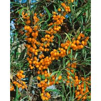 Wildbäume u. Wildsträucher - Hippophae rhamnoides 'Friesdorfer Orange' 40-60 cm