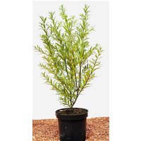 Kategorie <b>Hecken </b> - Hippophae rhamnoides 'Leikora' 40-60 cm