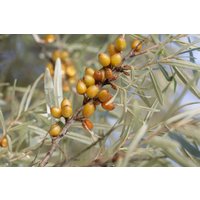 Hecken - Hippophae rhamnoides 'Vitaminhochzeit' 40-60 cm