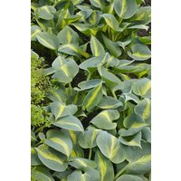 Kategorie <b>Produkt nicht gewünscht </b> - Hosta Catherine 2 Liter Container (Wuchs jahreszeitlich)