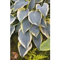Kategorie <b>Produkt nicht gewünscht </b> - Hosta First Frost 2 Liter Container (Wuchs jahreszeitlich)