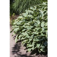 Kategorie <b>Produkt nicht gewünscht </b> - Hosta Francee 2 Liter Container (Wuchs jahreszeitlich)
