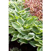 Kategorie <b>Produkt nicht gewünscht </b> - Hosta Patriot 3-5 Liter Container (Wuchs jahreszeitlich)