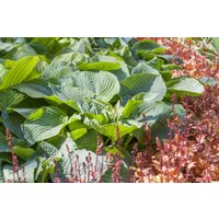 Stauden - Hosta sieboldiana 'Bressingham Blue' 2 Liter Container (Wuchs jahreszeitlich)