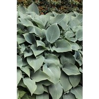 Kategorie <b>Produkt nicht gewünscht </b> - Hosta sieboldiana 'Elegans' 3-5 Liter Container (Wuchs jahreszeitlich)