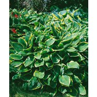 Kategorie <b>Produkt nicht gewünscht </b> - Hosta sieboldiana 'Frances Williams' 3-5 Liter Container (Wuchs jahreszeitlich)