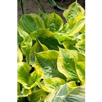 Kategorie <b>Produkt nicht gewünscht </b> - Hosta Summer Breeze 2 Liter Container (Wuchs jahreszeitlich)