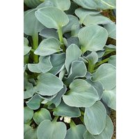 Kategorie <b>Produkt nicht gewünscht </b> - Hosta tokudama 'Blue Mouse Ears' 2 Liter Container (Wuchs jahreszeitlich)