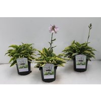 Kategorie <b>Produkt nicht gewünscht </b> - Hosta x fortunei 'Aureomarginata' 2 Liter Container (Wuchs jahreszeitlich)