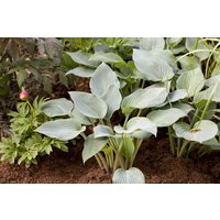 Kategorie <b>Produkt nicht gewünscht </b> - Hosta x tardiana 'Halcyon' 2 Liter Container (Wuchs jahreszeitlich)