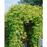 Kategorie <b>Produkt nicht gewünscht </b> - Humulus lupulus 'Aureus' 60-100 cm