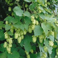 Kletterpflanzen - Humulus lupulus 'Hallertauer Tradition' 60-100 cm