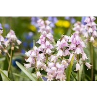 Stauden - Hyacinthoides hispanica 'Rose Queen' 2 Liter Container (Wuchs jahreszeitlich)