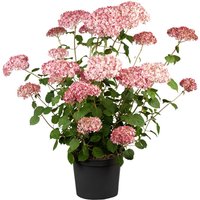 Kategorie <b>Produkt nicht gewünscht </b> - Hydrangea arborescens 'Pink Annabelle' -R- 40-60 cm