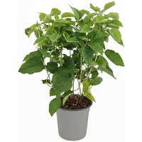 Kategorie <b>Produkt nicht gewünscht </b> - Hydrangea arborescens 'Strong Annabelle' -R- 40-60 cm