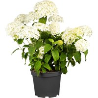 Kategorie <b>Produkt nicht gewünscht </b> - Hydrangea arborescens 'Strong Annabelle' -R- 60-100 cm