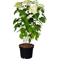 Kategorie <b>Produkt nicht gewünscht </b> - Hydrangea arborescens 'Annabelle' 60-80 cm