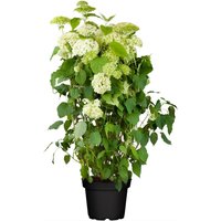 Kategorie <b>Produkt nicht gewünscht </b> - Hydrangea arborescens 'Annabelle' 80-100 cm