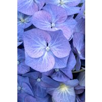 Kategorie <b>Produkt nicht gewünscht </b> - Hydrangea mac. 'Bela' 40-60 cm