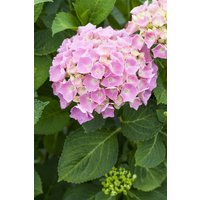 Kategorie <b>Produkt nicht gewünscht </b> - Hydrangea mac. 'Bela rosa' 30-40 cm