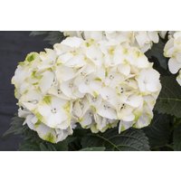 Kategorie <b>Produkt nicht gewünscht </b> - Hydrangea mac. 'Caipirinha' 30-40 cm