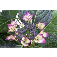 Kategorie <b>Produkt nicht gewünscht </b> - Hydrangea mac. 'Dark Angel' 30-40 cm