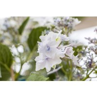 Kategorie <b>Produkt nicht gewünscht </b> - Hydrangea mac. 'Fireworks White' 30-40 cm