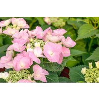 Kategorie <b>Produkt nicht gewünscht </b> - Hydrangea mac. 'Frisbee® Pink' 50-60 cm