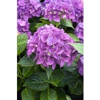 Kategorie <b>Produkt nicht gewünscht </b> - Hydrangea mac. 'Hobergine' 30-40 cm
