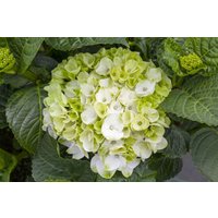 Kategorie <b>Produkt nicht gewünscht </b> - Hydrangea mac. 'Hochzeits-Hortensie' 30-40 cm