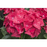 Kategorie <b>Produkt nicht gewünscht </b> - Hydrangea mac. 'Hot Red' 30-40 cm