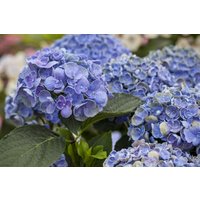 Kategorie <b>Produkt nicht gewünscht </b> - Hydrangea mac. 'Hovaria® Hopcorn' 30-40 cm
