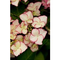 Kategorie <b>Produkt nicht gewünscht </b> - Hydrangea mac. 'Hovaria® Love You Kiss' 30-40 cm