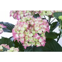 Kategorie <b>Produkt nicht gewünscht </b> - Hydrangea mac. 'Leuchtfeuer' 40-60 cm