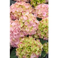Kategorie <b>Produkt nicht gewünscht </b> - Hydrangea mac. 'Pink Sensation' 40-60 cm