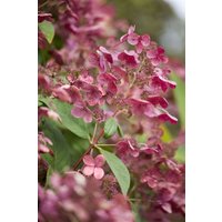 Kategorie <b>Produkt nicht gewünscht </b> - Hydrangea paniculata 'Early Sensation' 60-80 cm